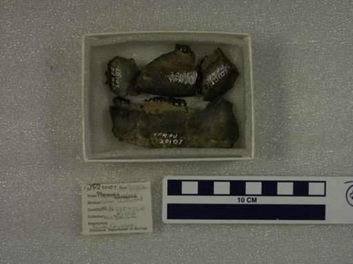 Phenacodus intermedius