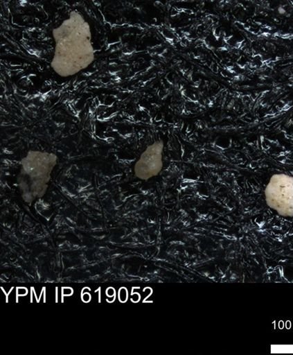 undet. Heterohelicidae