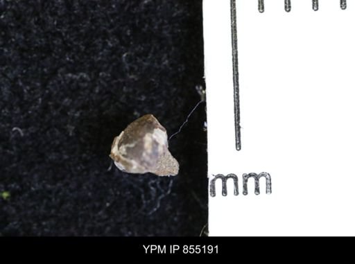 Protocardia subquadrata