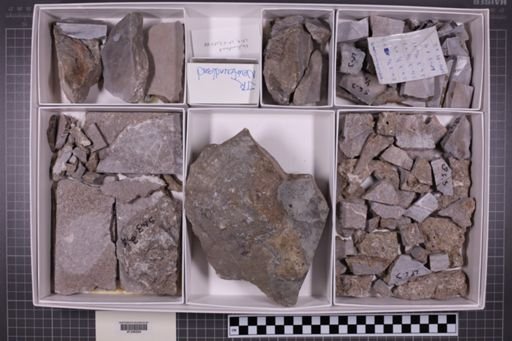 mixed taxa, stratigraphic collection