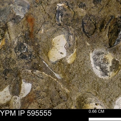 Protocardia sp.