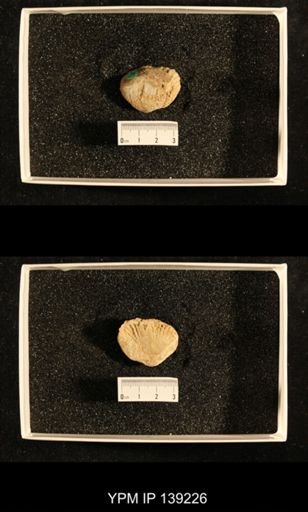 Productus (Dictyoclostus) indicus