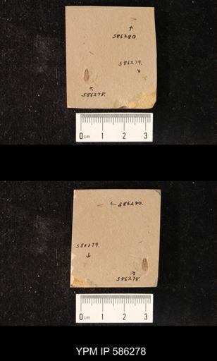 undet. Blattodea