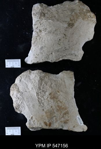 Subprionocyclus percarinatus