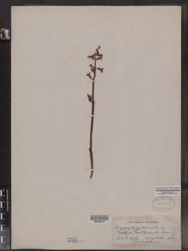 Corallorhiza maculata