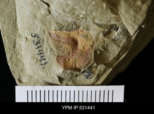 undet. Arthropoda