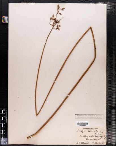 Scirpus