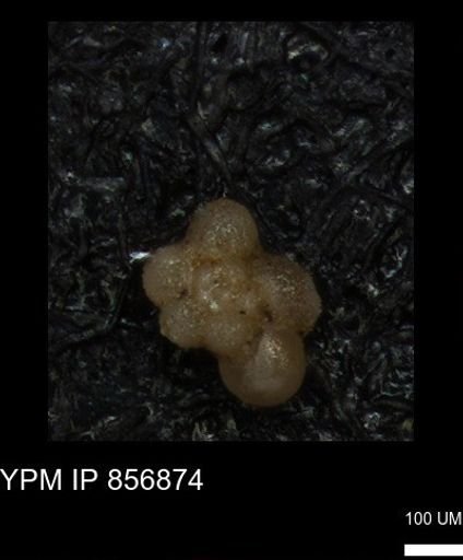 undet. Rugoglobigerinidae