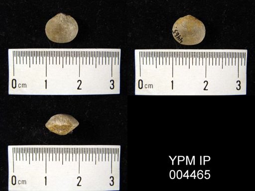 undet. Orthida