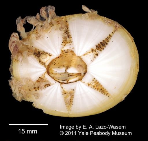 Chelonibia testudinaria