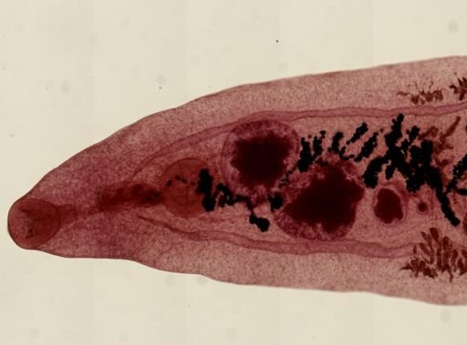 Dicrocoelium dendriticum