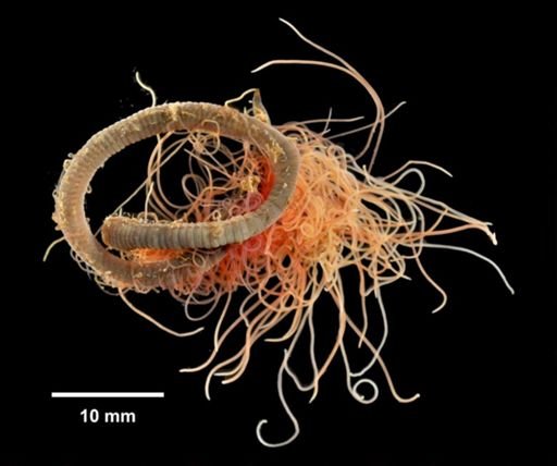 Cirratulus grandis