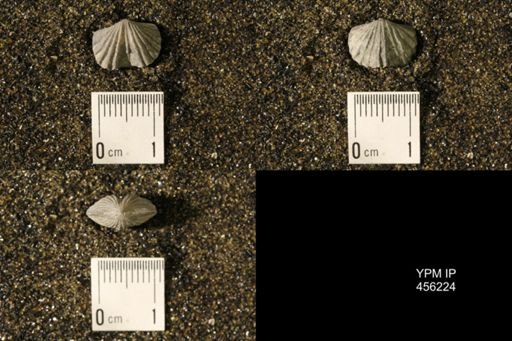Platystrophia biforata