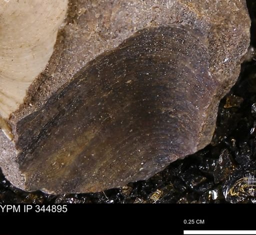 Limopsis striatopunctatus