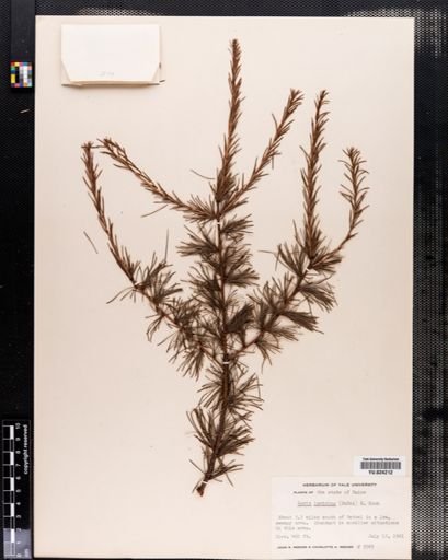 Larix laricina