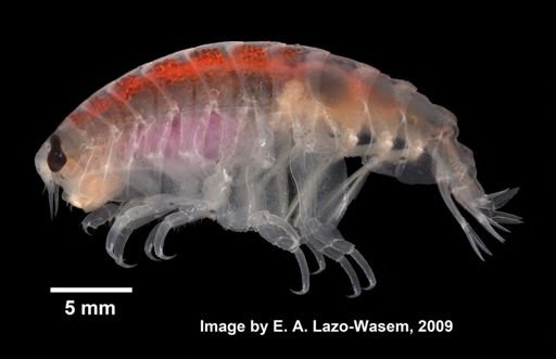 Lysianassidae