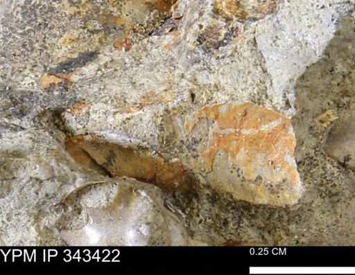 undet. Mollusca