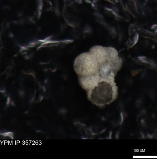 undet. Foraminiferida