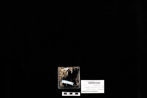 Lepidophyma flavimaculatum