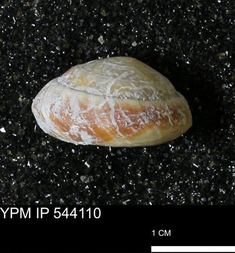 Poecilozonites bermudensis zonatus