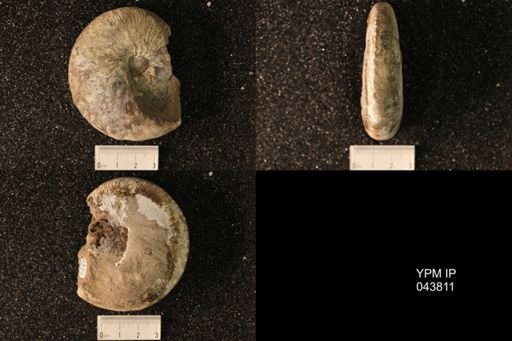 Hoploscaphites nicolletii