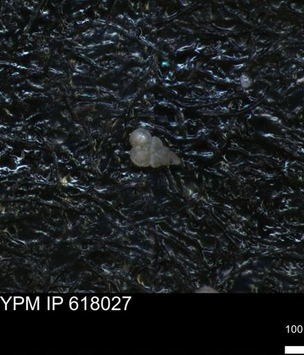 undet. Heterohelicidae