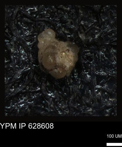 undet. Foraminiferida