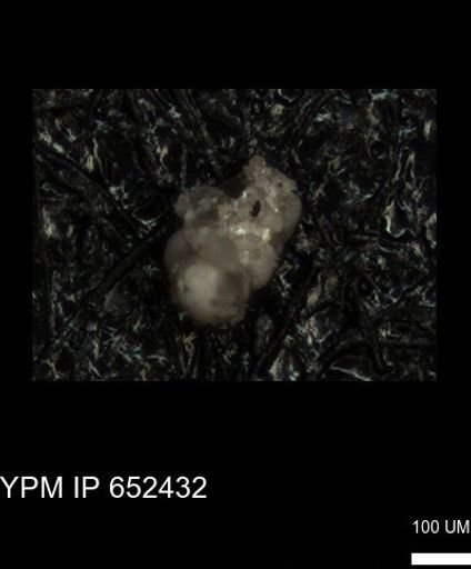 undet. Foraminiferida