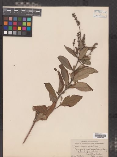 Teucrium canadense