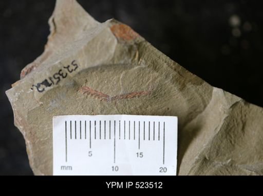 undet. Graptolithina