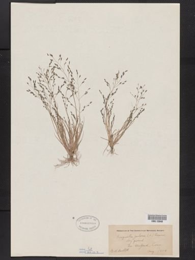 Eragrostis pilosa