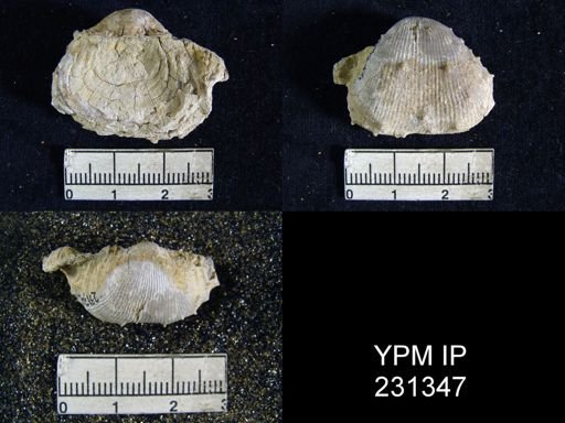 Productus cora