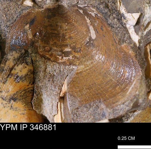 Limopsis striatopunctatus