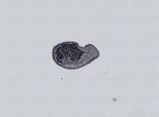 Plagiostomum cinctum