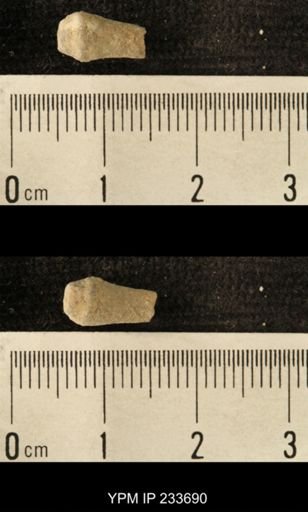 Archaeocidaris sp.