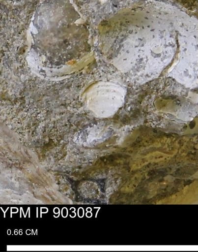Corbulamella?