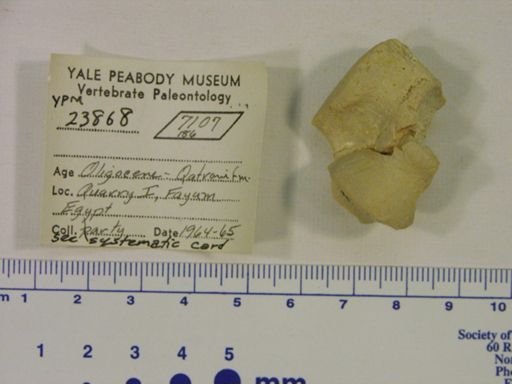 Hyracoidea