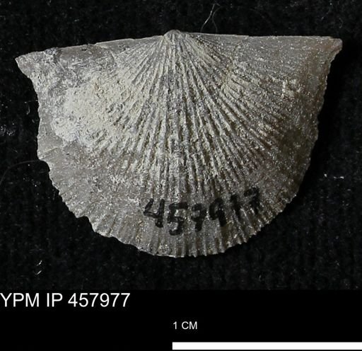 Strophodonta sp.