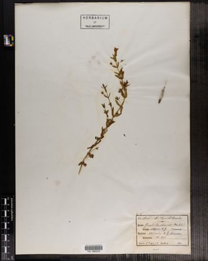 Plantae