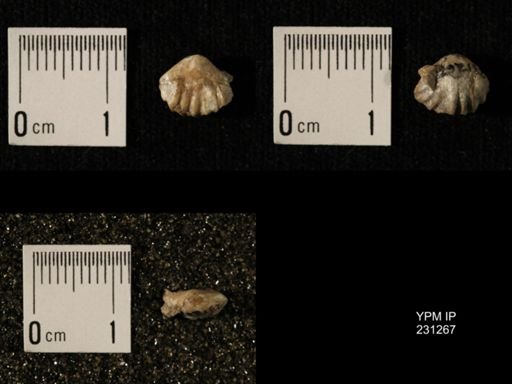 Wellerella osagensis