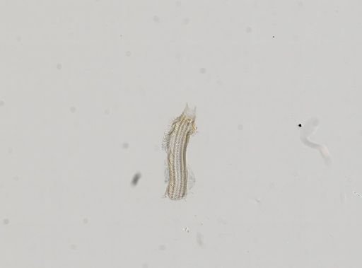 Somatogyrus integra