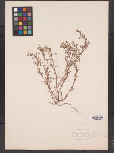 Spergularia media