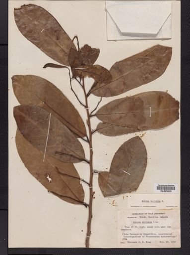 Annona muricata