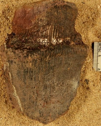Calamites