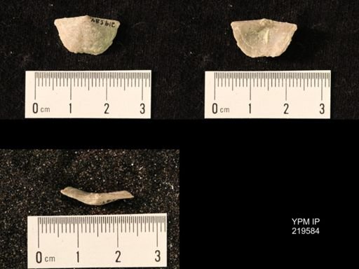 Chonetes granulifer