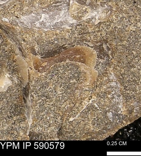 Ostreacea