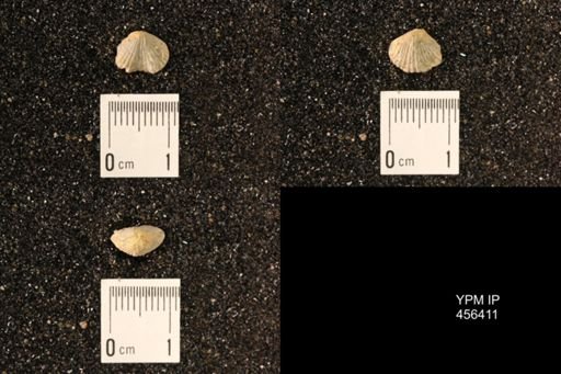 Platystrophia sp.