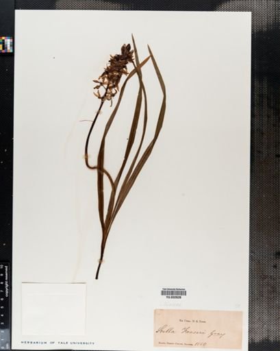 Scilla