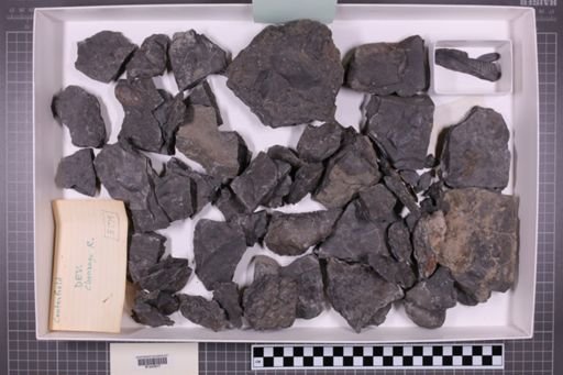 mixed taxa, stratigraphic collection