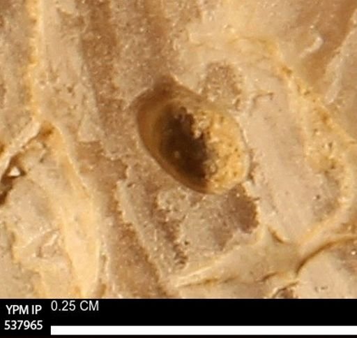 undet. Bryozoa